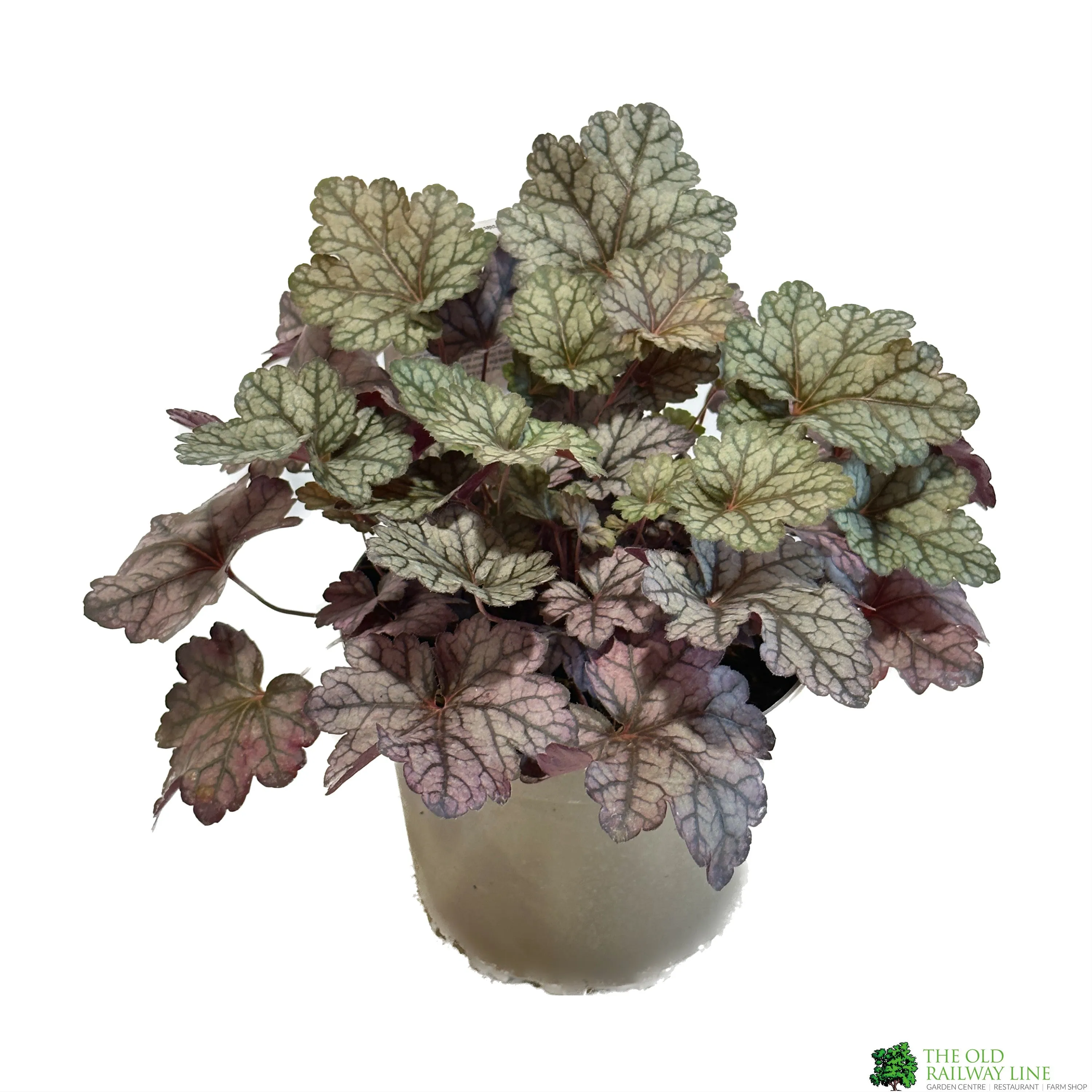 Heuchera 'Glitter' 2Ltr Pot